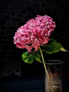 Preview wallpaper hydrangea, flower, petals, pink, macro