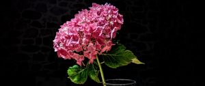 Preview wallpaper hydrangea, flower, petals, pink, macro