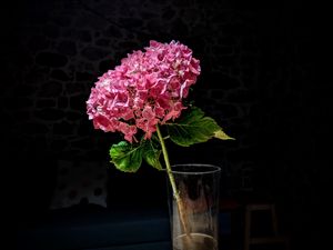 Preview wallpaper hydrangea, flower, petals, pink, macro