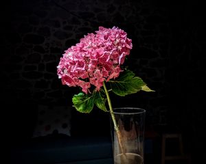 Preview wallpaper hydrangea, flower, petals, pink, macro