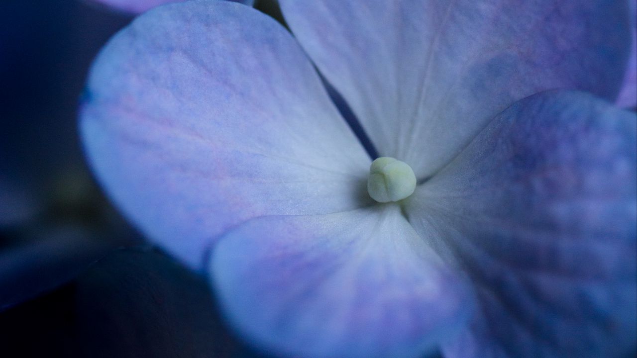 Wallpaper hydrangea, flower, petals, macro, blue