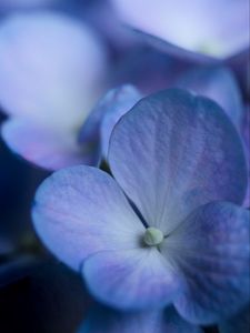 Preview wallpaper hydrangea, flower, petals, macro, blue