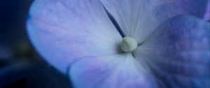 Preview wallpaper hydrangea, flower, petals, macro, blue