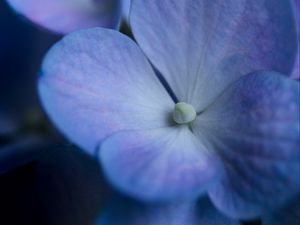 Preview wallpaper hydrangea, flower, petals, macro, blue