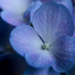 Preview wallpaper hydrangea, flower, petals, macro, blue