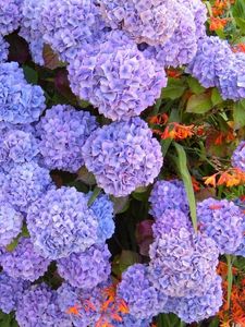 Preview wallpaper hydrangea, flowerbed, flowers, herbs