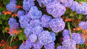 Preview wallpaper hydrangea, flowerbed, flowers, herbs