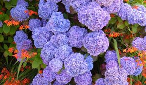 Preview wallpaper hydrangea, flowerbed, flowers, herbs