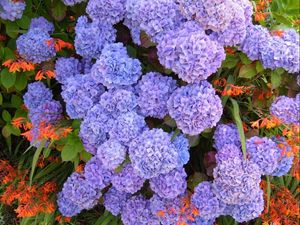 Preview wallpaper hydrangea, flowerbed, flowers, herbs