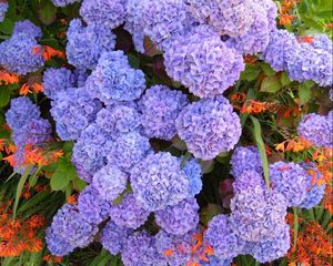 Preview wallpaper hydrangea, flowerbed, flowers, herbs