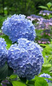 Preview wallpaper hydrangea, flowering, bushes, leaves, park