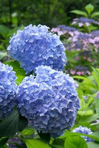 Preview wallpaper hydrangea, flowering, bushes, leaves, park