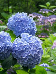 Preview wallpaper hydrangea, flowering, bushes, leaves, park