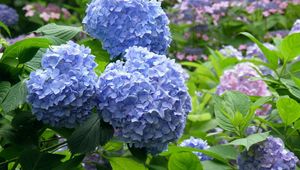 Preview wallpaper hydrangea, flowering, bushes, leaves, park