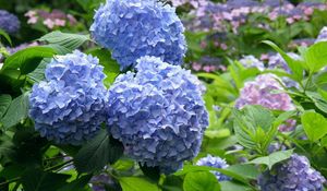 Preview wallpaper hydrangea, flowering, bushes, leaves, park