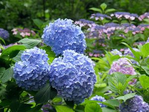 Preview wallpaper hydrangea, flowering, bushes, leaves, park