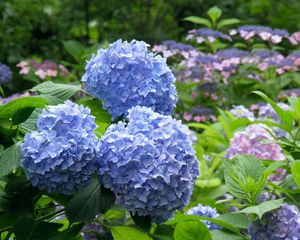 Preview wallpaper hydrangea, flowering, bushes, leaves, park