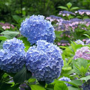 Preview wallpaper hydrangea, flowering, bushes, leaves, park