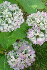 Preview wallpaper hydrangea, flowering, shrub, herbs, grass