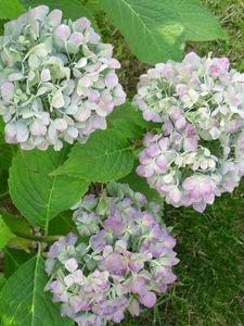 Preview wallpaper hydrangea, flowering, shrub, herbs, grass