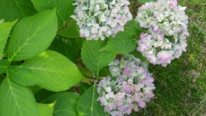 Preview wallpaper hydrangea, flowering, shrub, herbs, grass