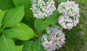 Preview wallpaper hydrangea, flowering, shrub, herbs, grass