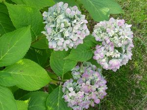 Preview wallpaper hydrangea, flowering, shrub, herbs, grass