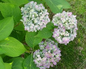 Preview wallpaper hydrangea, flowering, shrub, herbs, grass