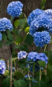 Preview wallpaper hydrangea, flowering, shrubs, herbs, park