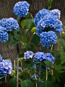 Preview wallpaper hydrangea, flowering, shrubs, herbs, park