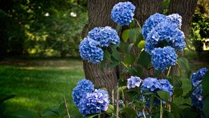 Preview wallpaper hydrangea, flowering, shrubs, herbs, park