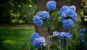 Preview wallpaper hydrangea, flowering, shrubs, herbs, park