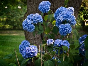 Preview wallpaper hydrangea, flowering, shrubs, herbs, park