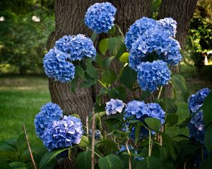 Preview wallpaper hydrangea, flowering, shrubs, herbs, park