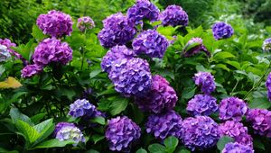 Preview wallpaper hydrangea, flowering, shrubs, herbs, garden