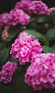 Preview wallpaper hydrangea, flowers, bloom, pink