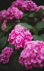 Preview wallpaper hydrangea, flowers, bloom, pink