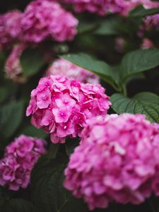 Preview wallpaper hydrangea, flowers, bloom, pink