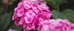 Preview wallpaper hydrangea, flowers, bloom, pink