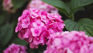 Preview wallpaper hydrangea, flowers, bloom, pink