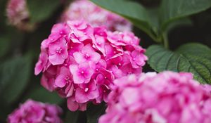 Preview wallpaper hydrangea, flowers, bloom, pink