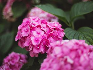 Preview wallpaper hydrangea, flowers, bloom, pink