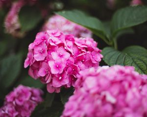 Preview wallpaper hydrangea, flowers, bloom, pink