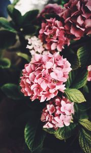 Preview wallpaper hydrangea, flowers, bloom, leaves