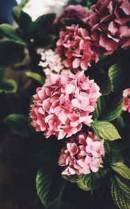 Preview wallpaper hydrangea, flowers, bloom, leaves