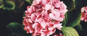 Preview wallpaper hydrangea, flowers, bloom, leaves