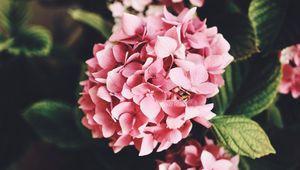 Preview wallpaper hydrangea, flowers, bloom, leaves