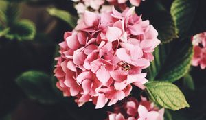 Preview wallpaper hydrangea, flowers, bloom, leaves