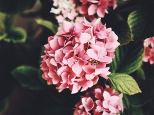 Preview wallpaper hydrangea, flowers, bloom, leaves