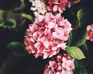 Preview wallpaper hydrangea, flowers, bloom, leaves